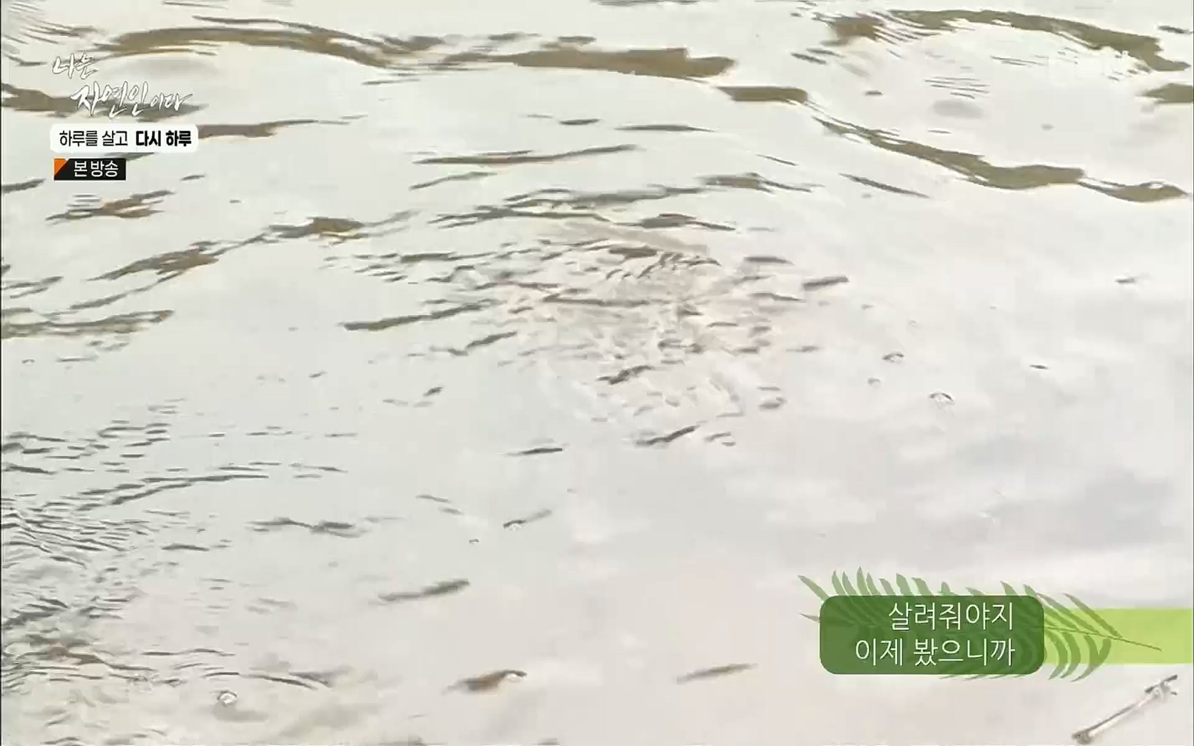 나는 자연인이다.E509.220706p.H264-F1RST.mp4_20220707_183730.729.jpg