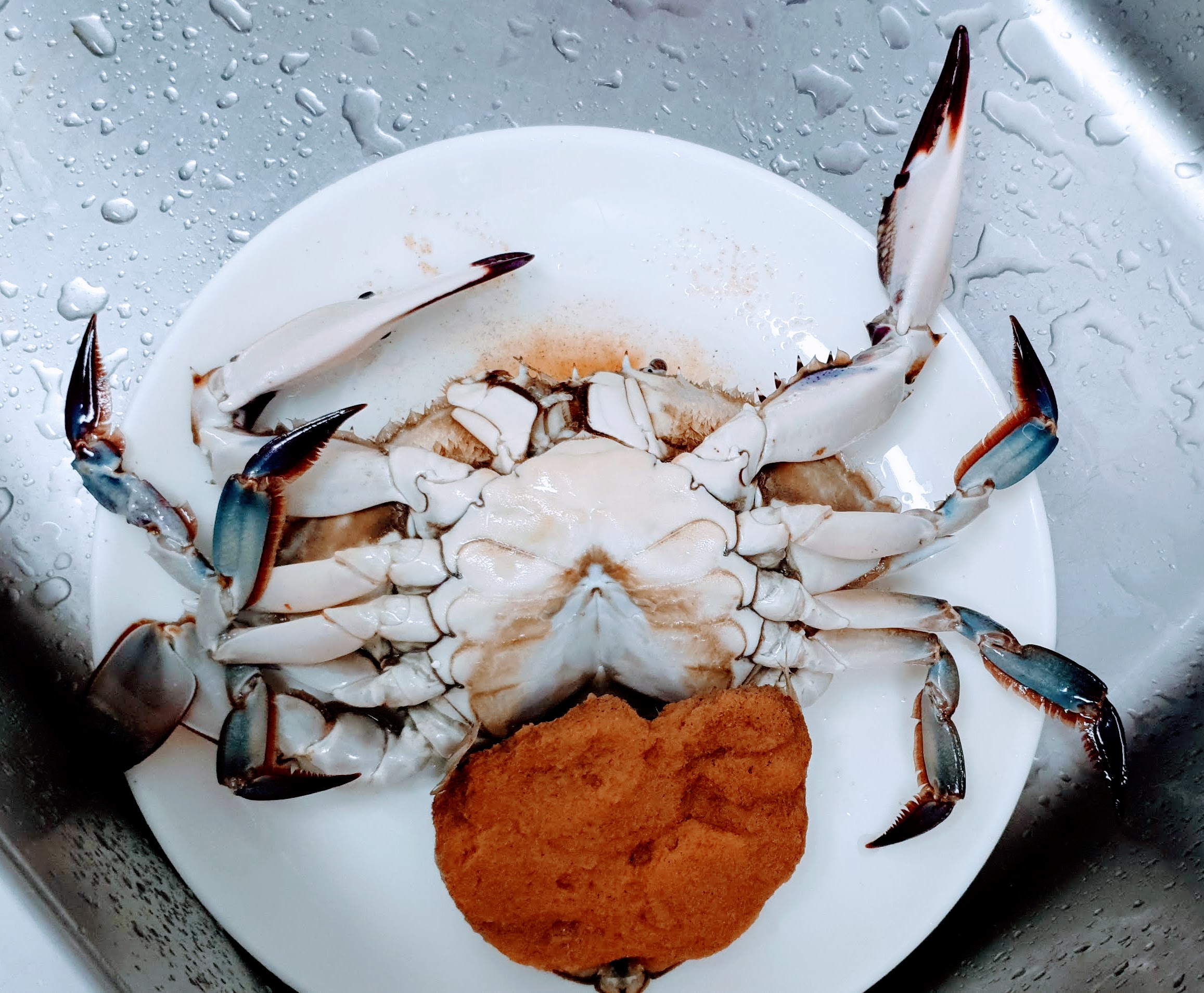  여름 암게알 이 정도?