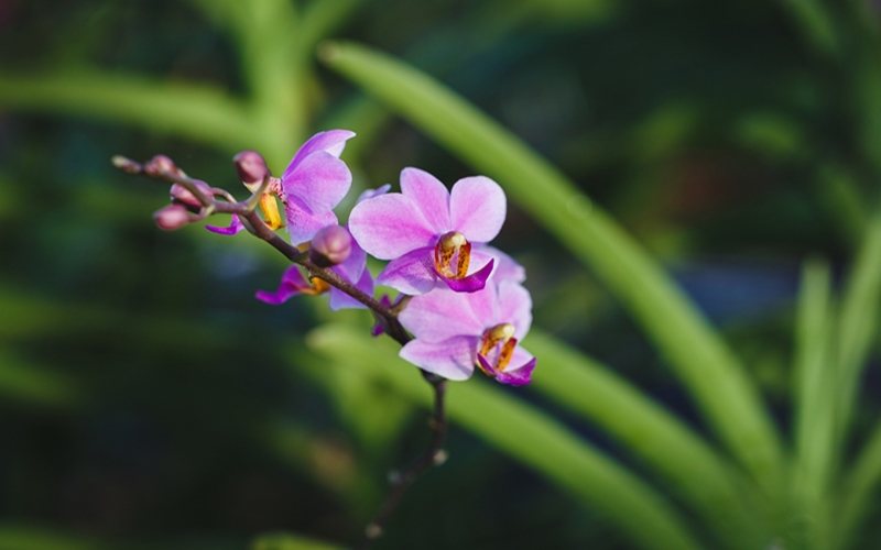 분홍색꽃이-핀-난초-사진