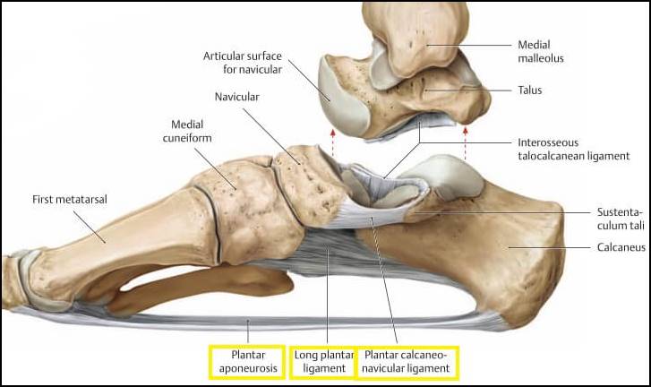 발바닥에 위치한 근막들을 보여주는 그림으로 장족저인대를 옆에서 본 그림