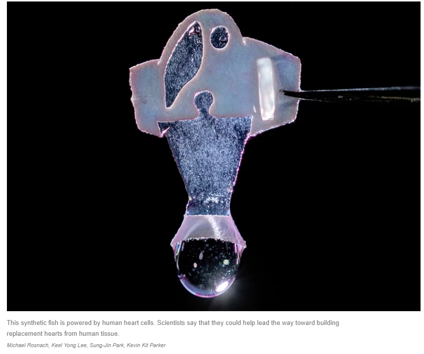 한국 과학자들, 인간 심장 줄기세포로 움직이는 로봇 물고기 개발 Watch these robotic fish swim to the beat of human heart cells