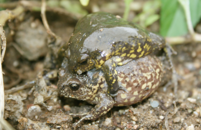 맹꽁이(Narrow-mouth frog)