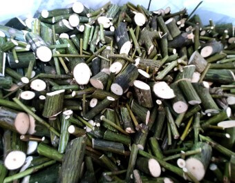 벌나무의 13가지 효능과 조리방법 및 벌나무의 부작용