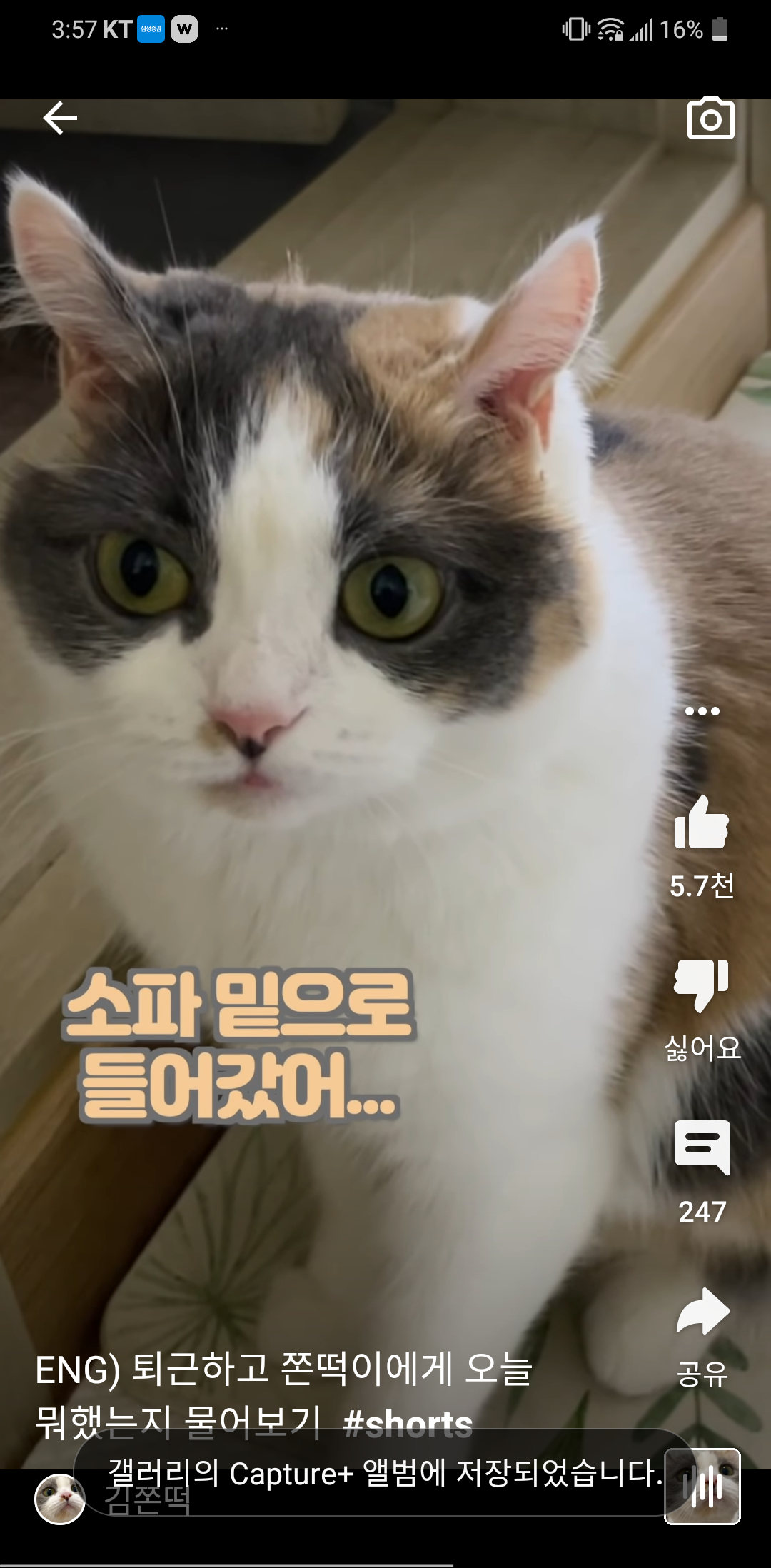  쫀떡이, 술떡이의 꼴라보