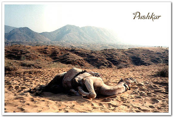 푸쉬카르-사막사파리-낙타