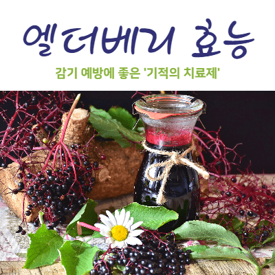  엘더베리 효능, 감기 예방에 좋은 '기적의 치료제'