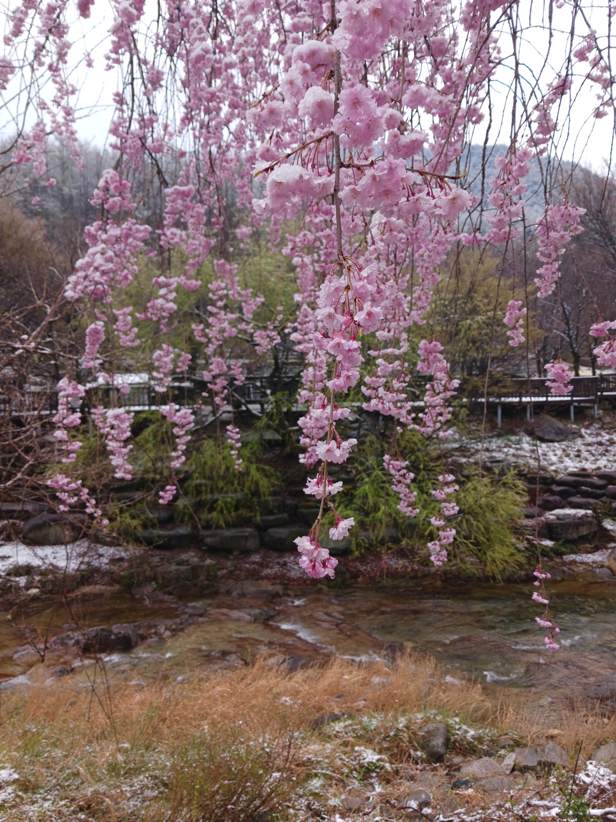봄이 멈춘 날, 거창 능수벚꽃 아래에서 안부를 묻다