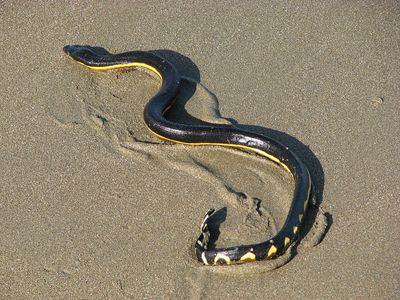 노란배바다뱀