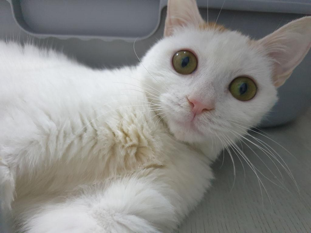 고양이 구토에 관한 모든 것.