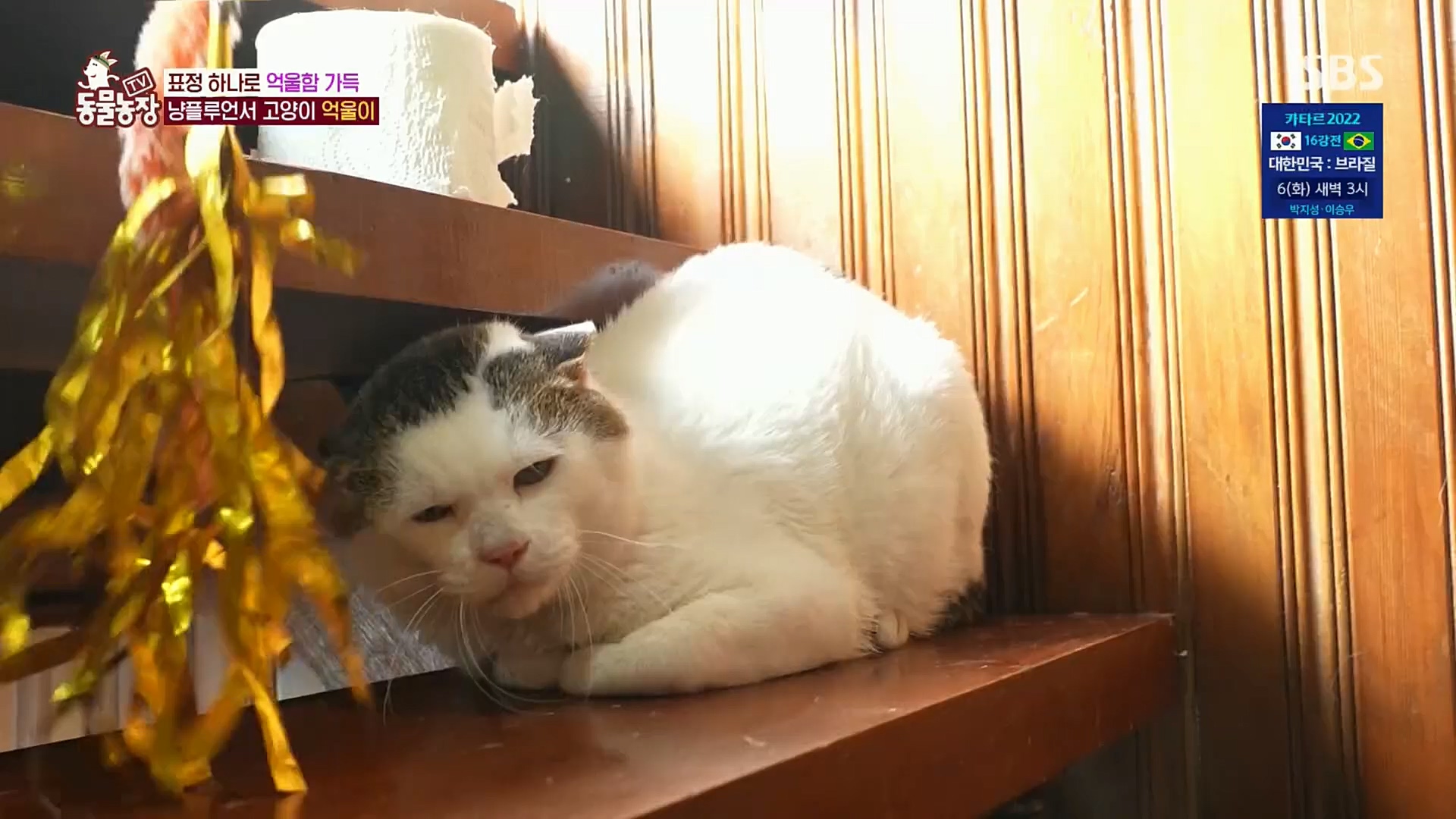 TV 동물농장.E1098.221204p.H264-F1RST.mp4_20221204_175410.993.jpg