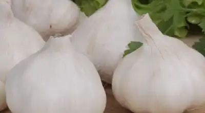 통 마늘 사진 4