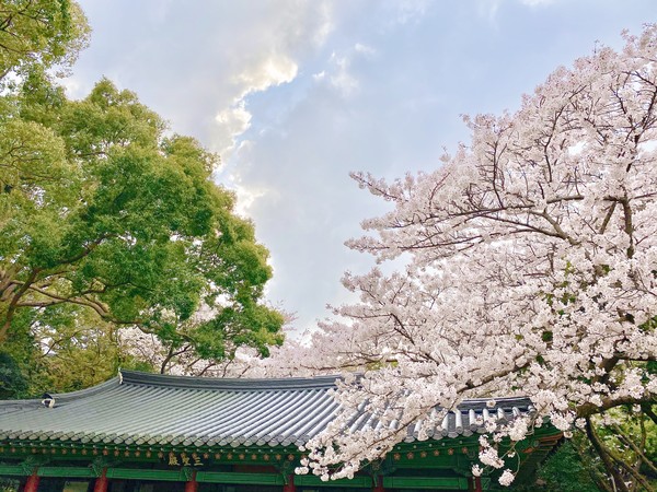 제주 삼성혈 벚꽃