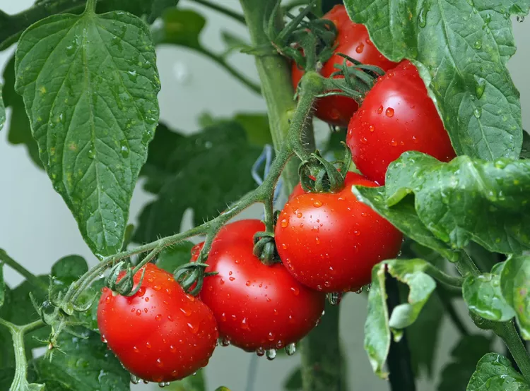 토마토, 방울토마토 심는 시기, 심는 간격, 심는 방법 및 관리