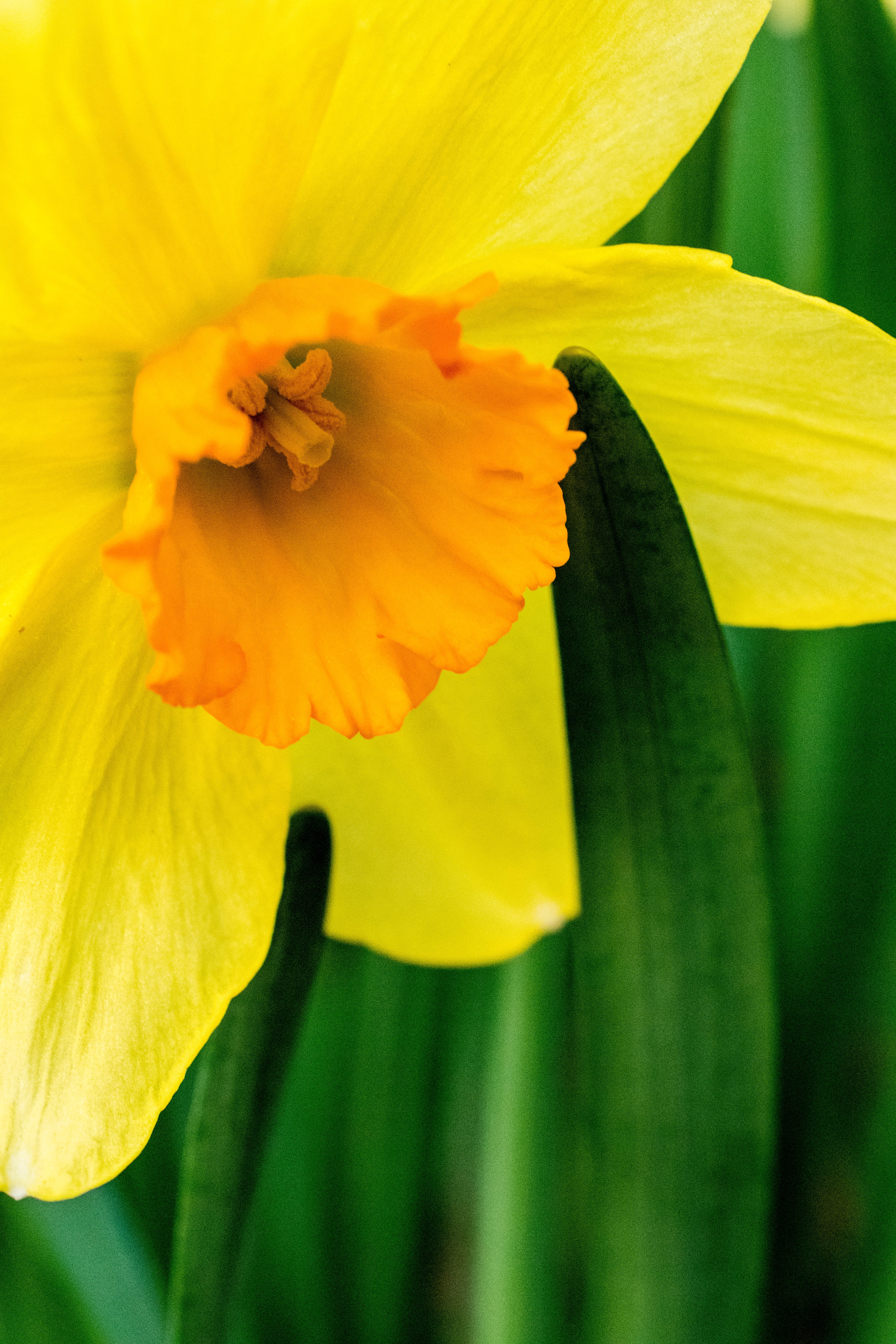  탄생화 꽃말 1월 2일 노랑수선화 Narcissus Jonquilla 사랑에 대하여