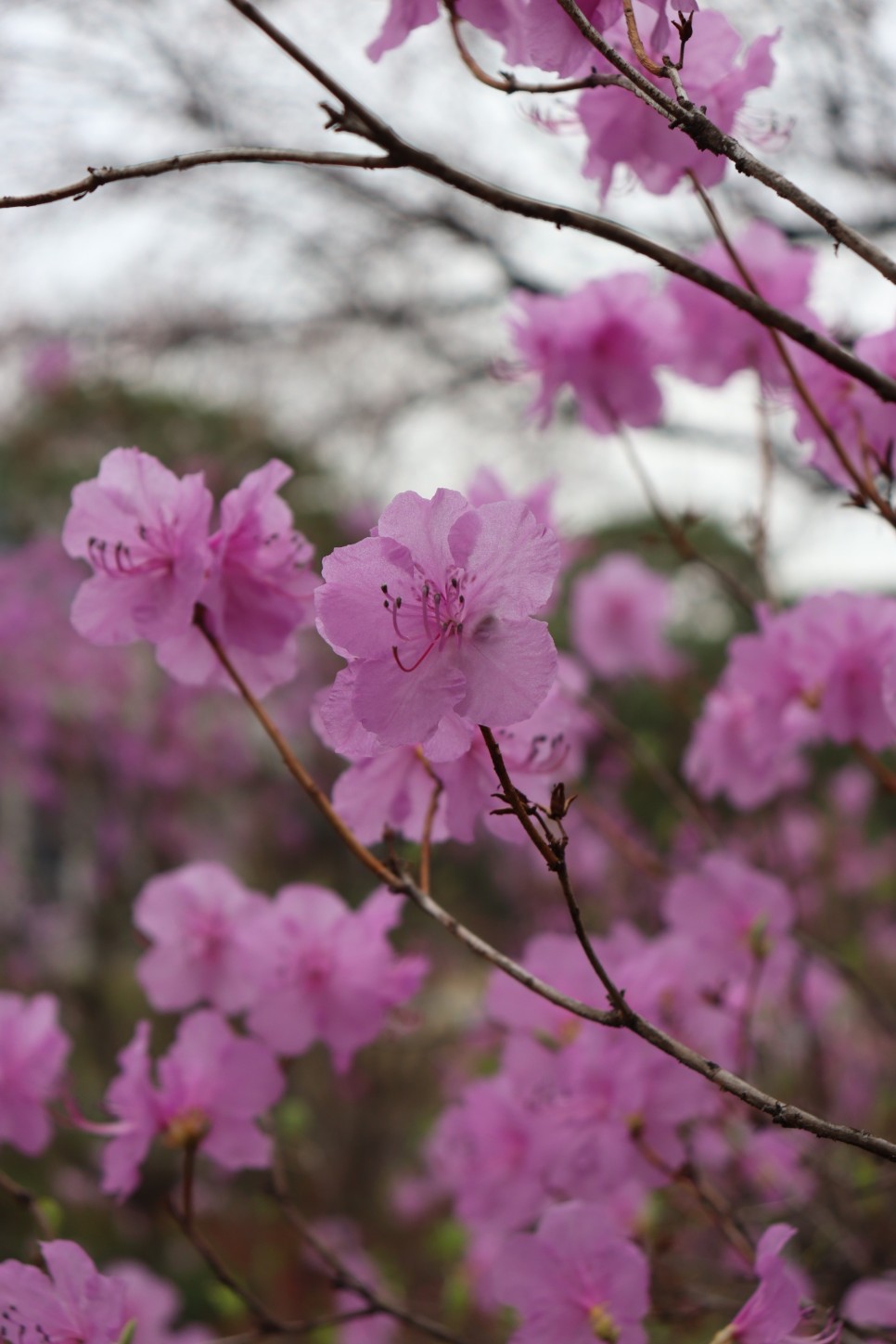 홍릉시험림(홍릉수목원) #페이지 토.일요일서울가볼만한곳 27