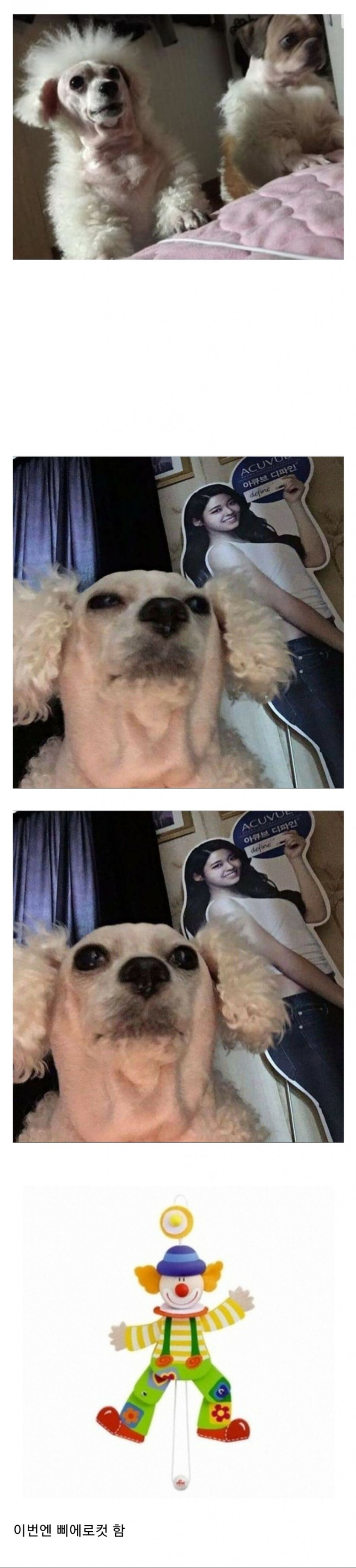  거란족 강아지 근황