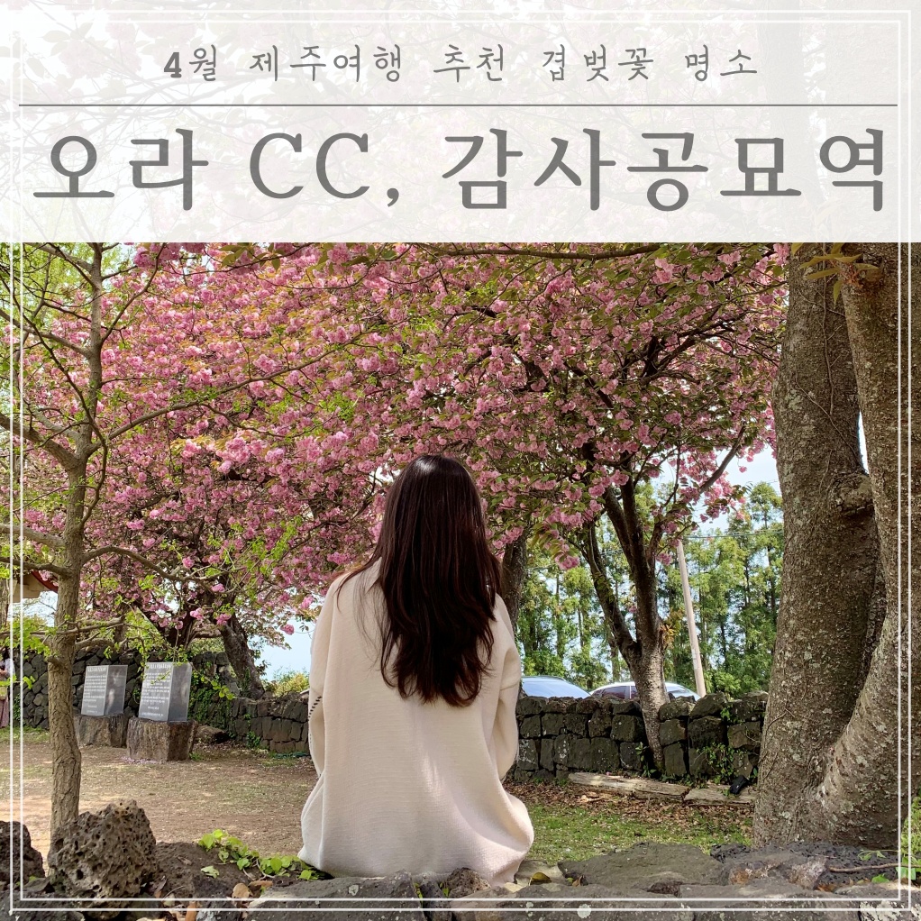  [4월 제주 여행 추천] 제주 겹벚꽃 명소!! 오라CC, 감사공묘역