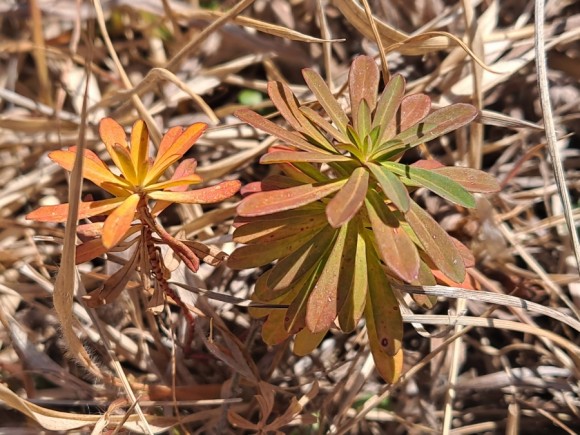 정물 당오름, 오름 그리고 금악오름 47