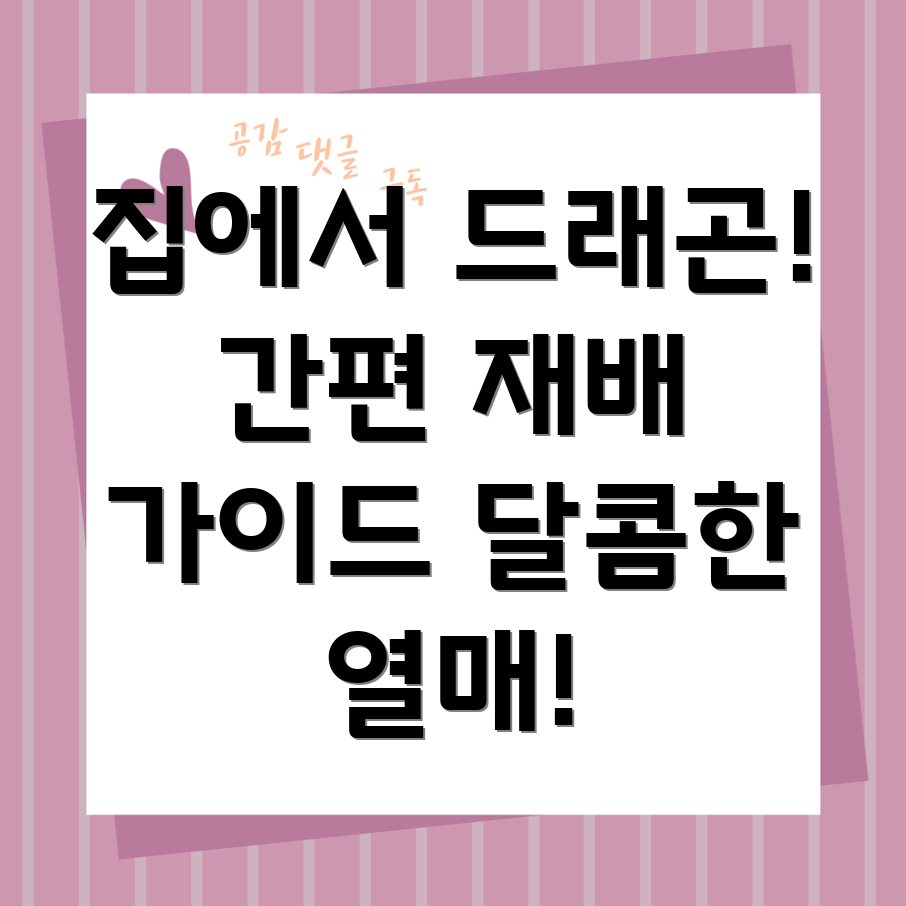 드래곤 과일 재배