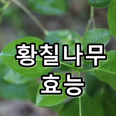  황칠나무 효능