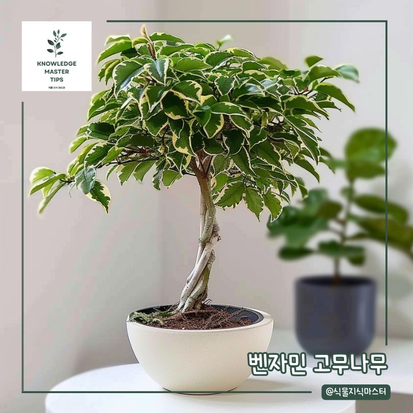 공기 정화 식물 - 벤자민 고무나무