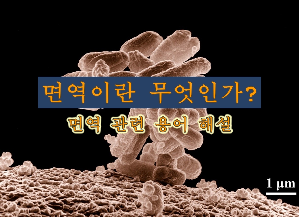  면역의 정의와 면역 관련 용어 해설