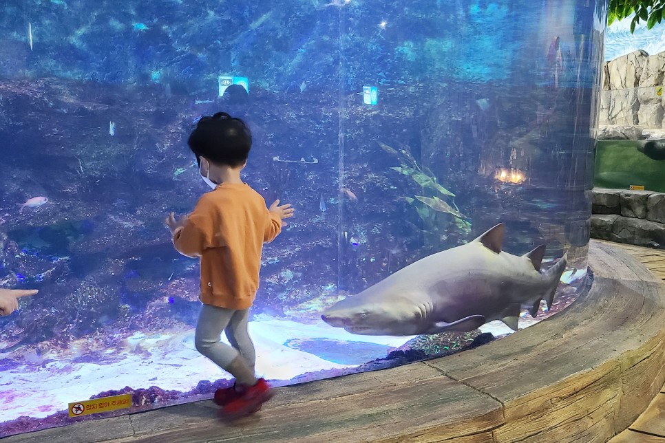 부천 아쿠아리움 부천 아쿠아리움먹이주기 체험 31