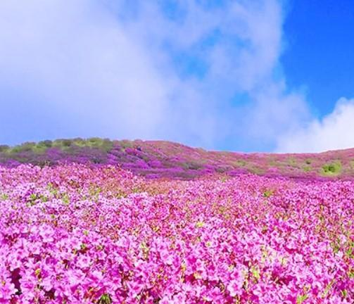  황매산 군립공원 철쭉 보러 놀러오세요