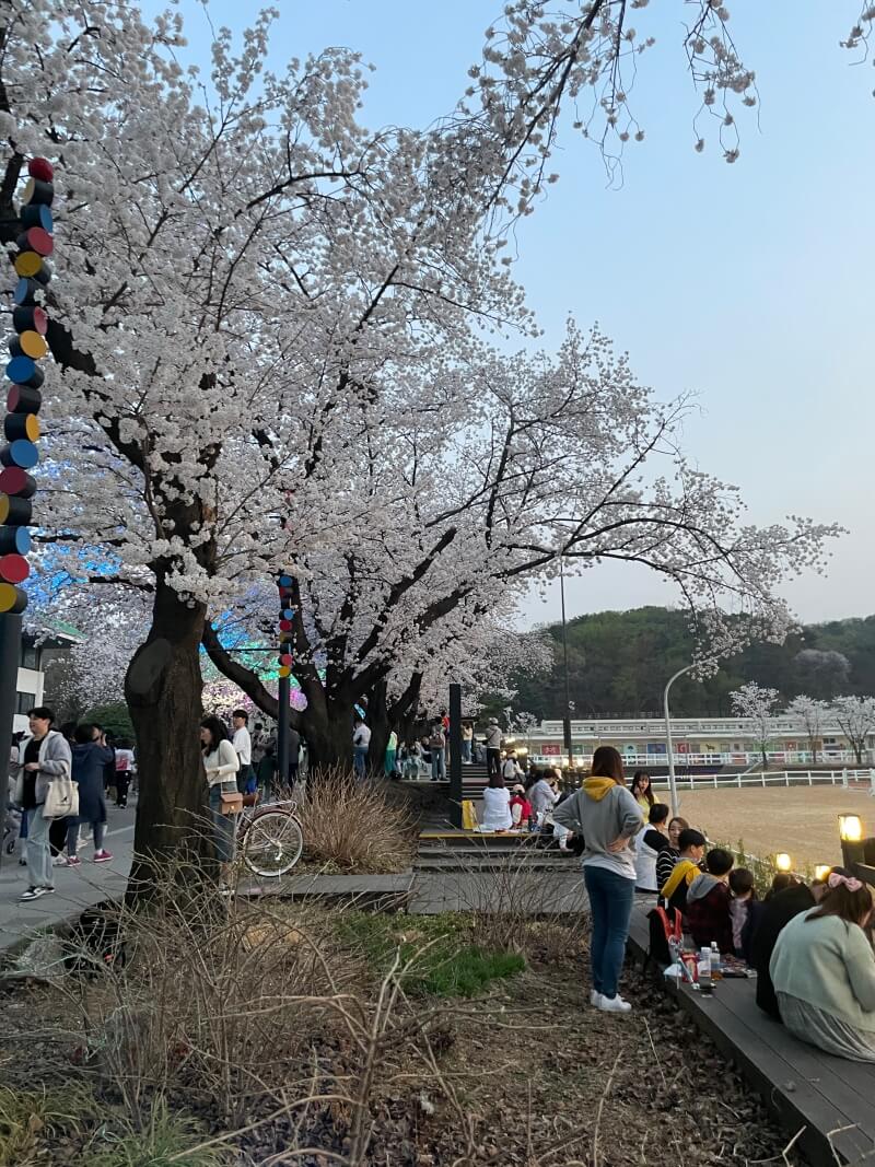 벚꽃축제-스탠드