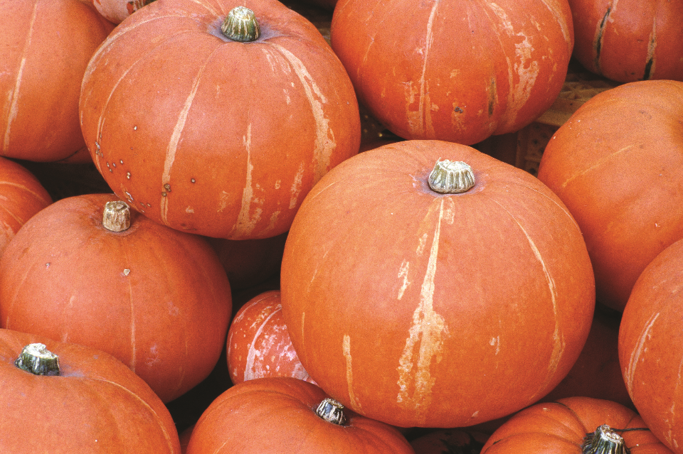 방광염에좋은 5