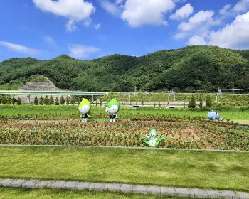 하동 북천 코스모스 메밀꽃 축제_26