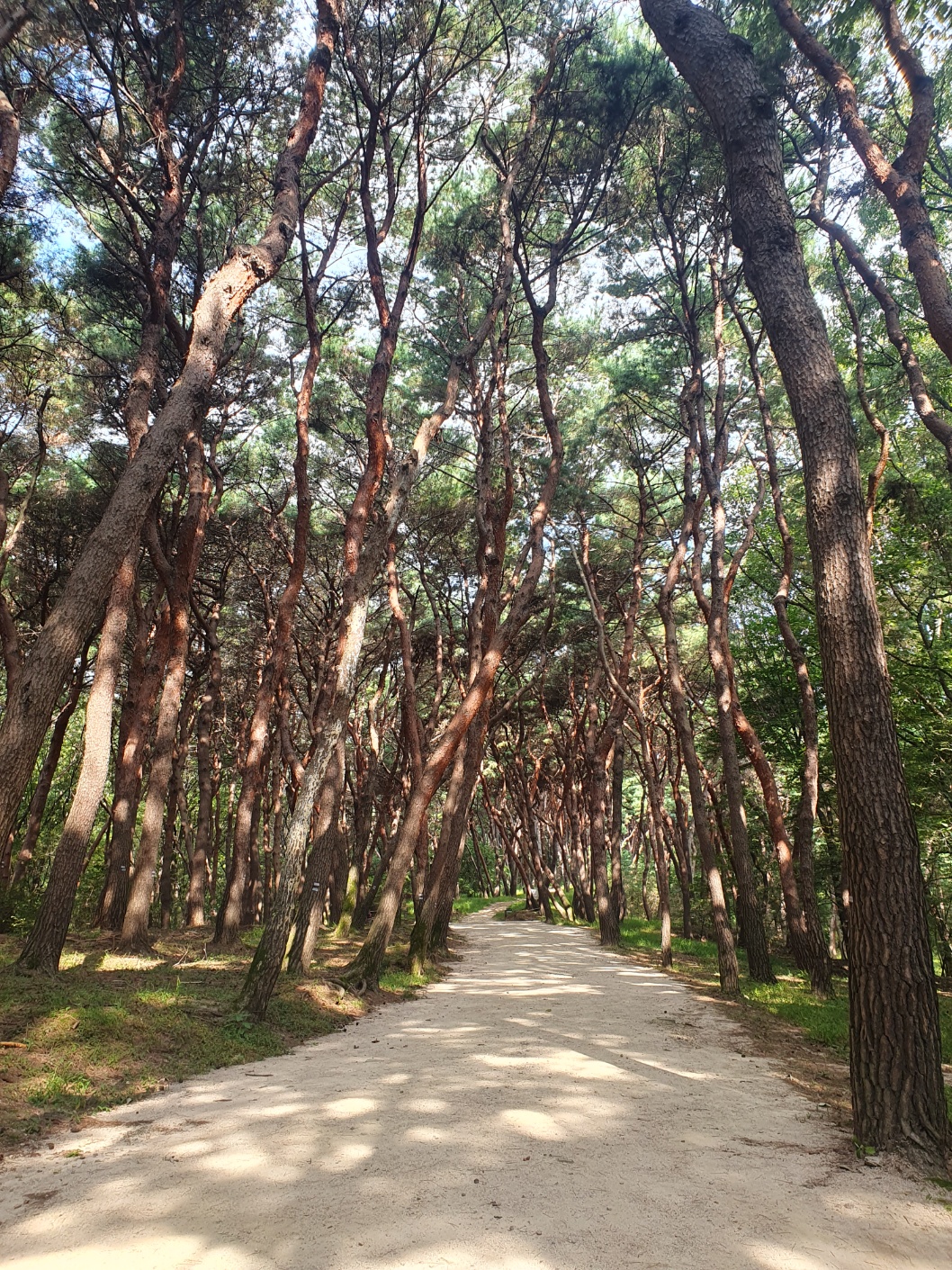 융건릉 나들이 무료주차 융건릉 입장료