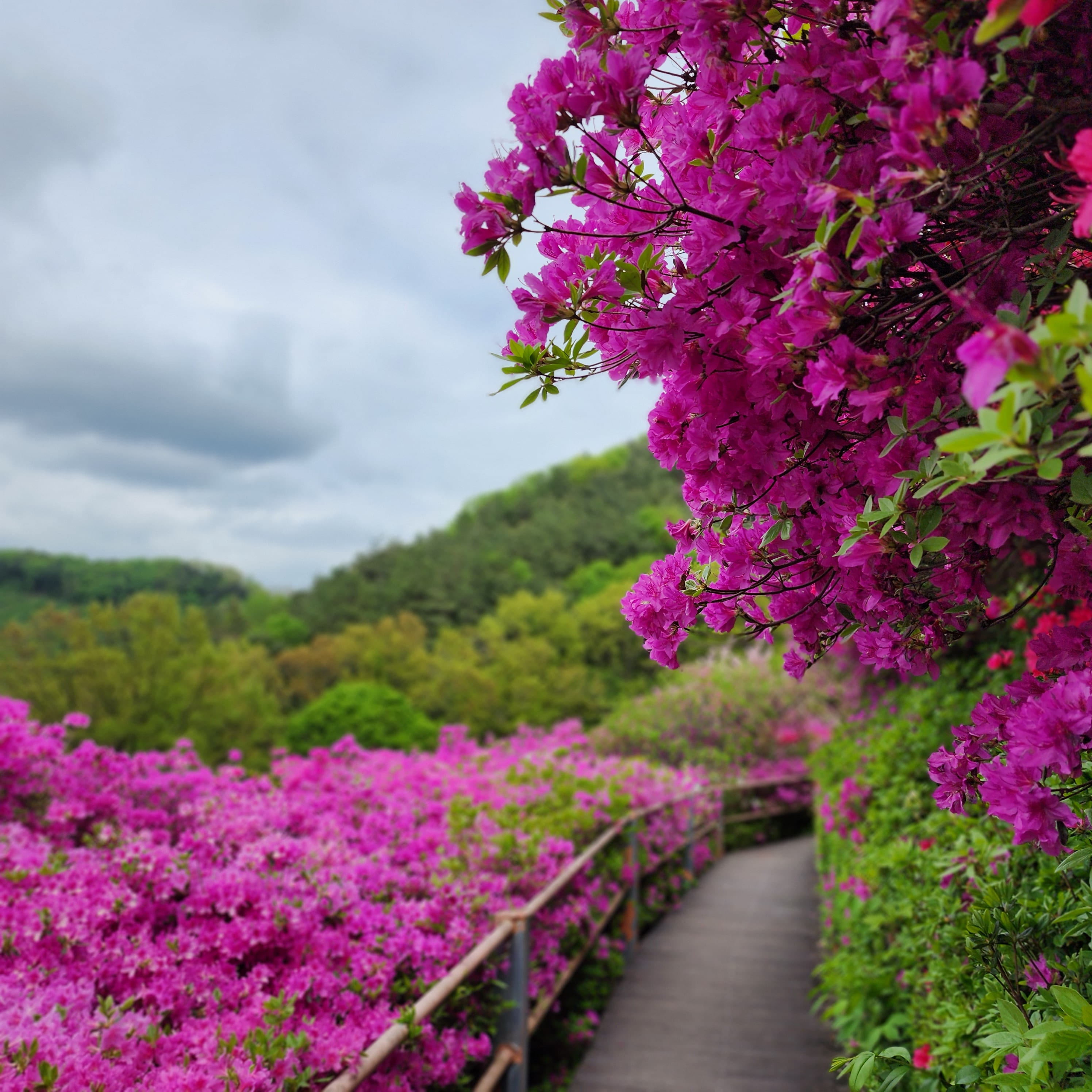 춘산리 화산꽃동산