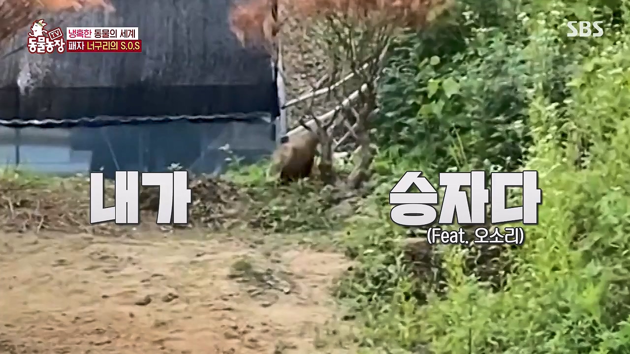 TV 동물농장.E1172.240520p-NEXT.mp4_20240519_163703.268.jpg