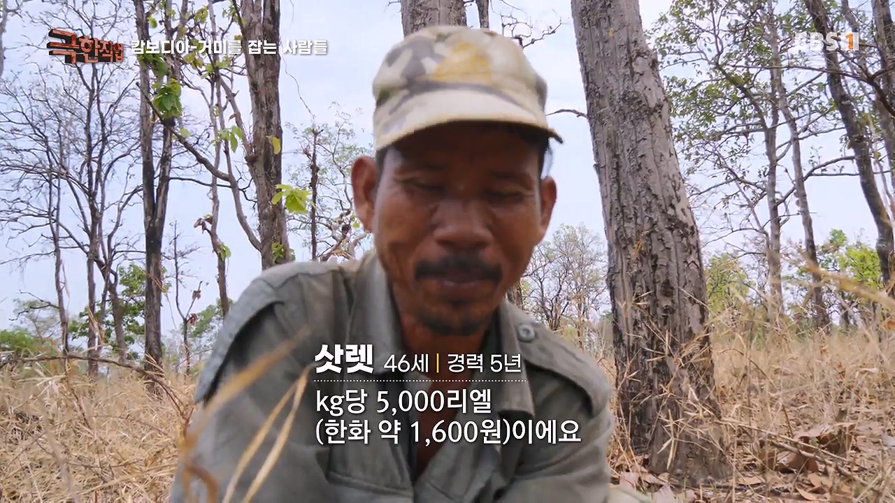TV - 전 국민의 평생학교 EBS캄보디아 - 독충을 잡는 사람들.mp4_20230501_172713.556.jpg