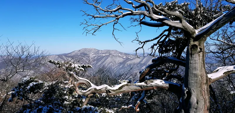 강원도 태백산 주목나무