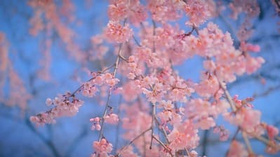 안동 경주 벚꽃 축제
