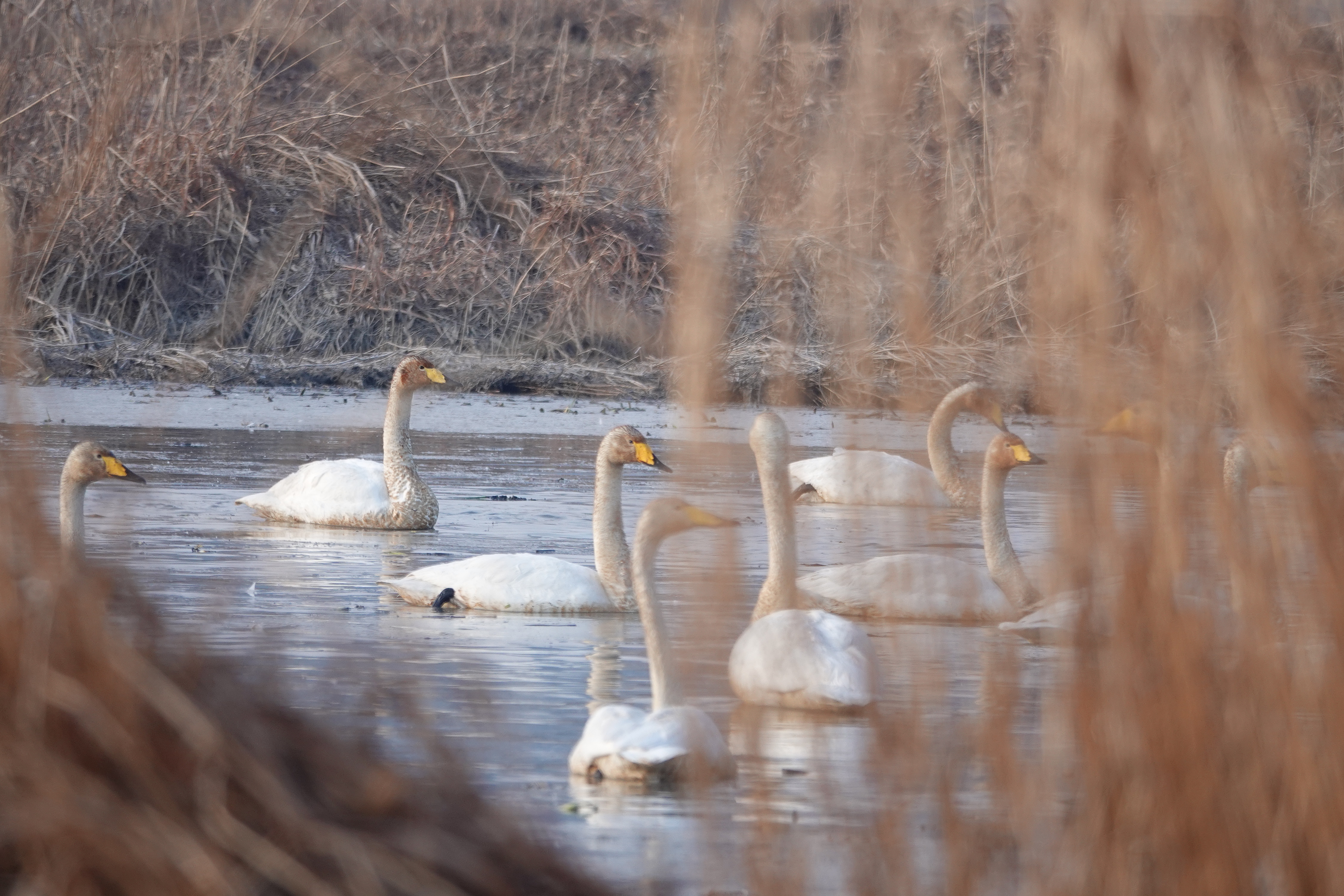  [오리과] 큰고니(Whooper Swan)
