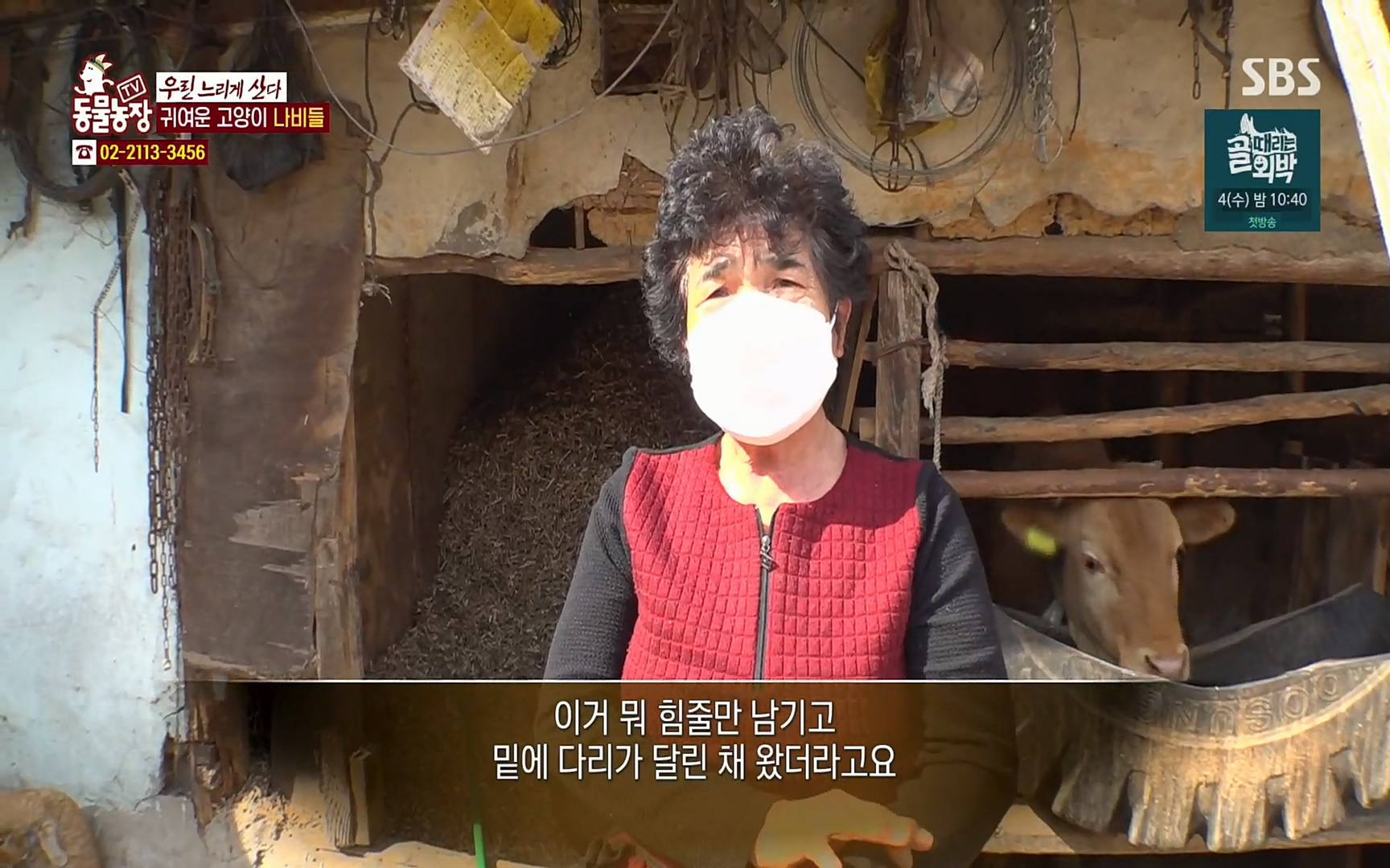 TV 동물농장.E1067.220501p.H264-F1RST.mp4_20220501_183658.813.jpg