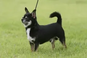 개