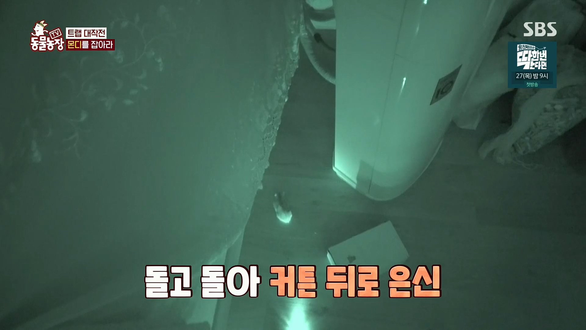 TV 동물농장.E1092.221023p.H264-F1RST.mp4_20221023_182740.462.jpg