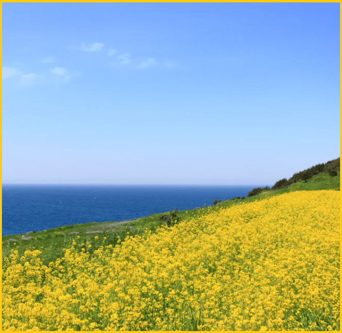 24년-유채꽃명소-가는길-안내