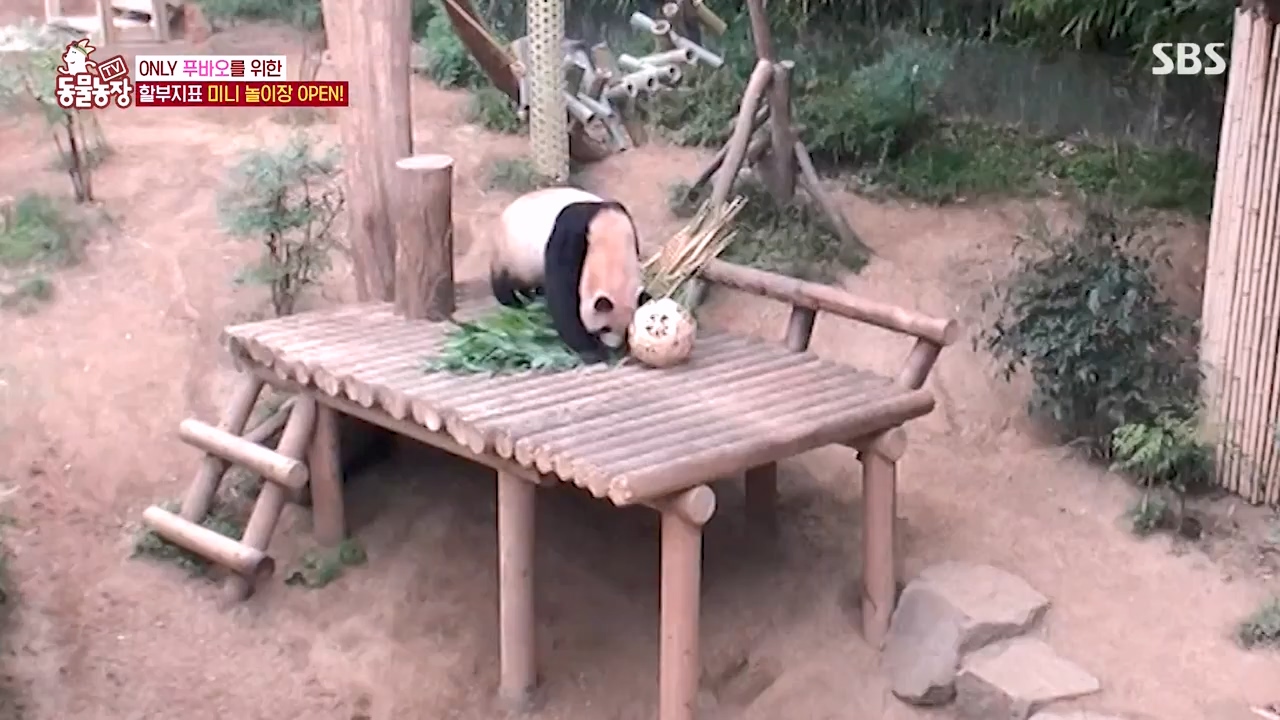 TV 동물농장.E1134.230821p-NEXT.mp4_20230820_193344.249.jpg