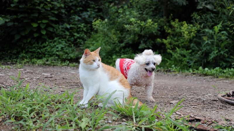단짝] 깨 쏟아지는 '띠동갑' 개와 고양이의 묘한 궁합... 