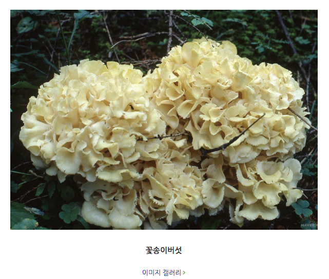  꽃송이버섯은 왜 먹나요? 베타글루칸이란