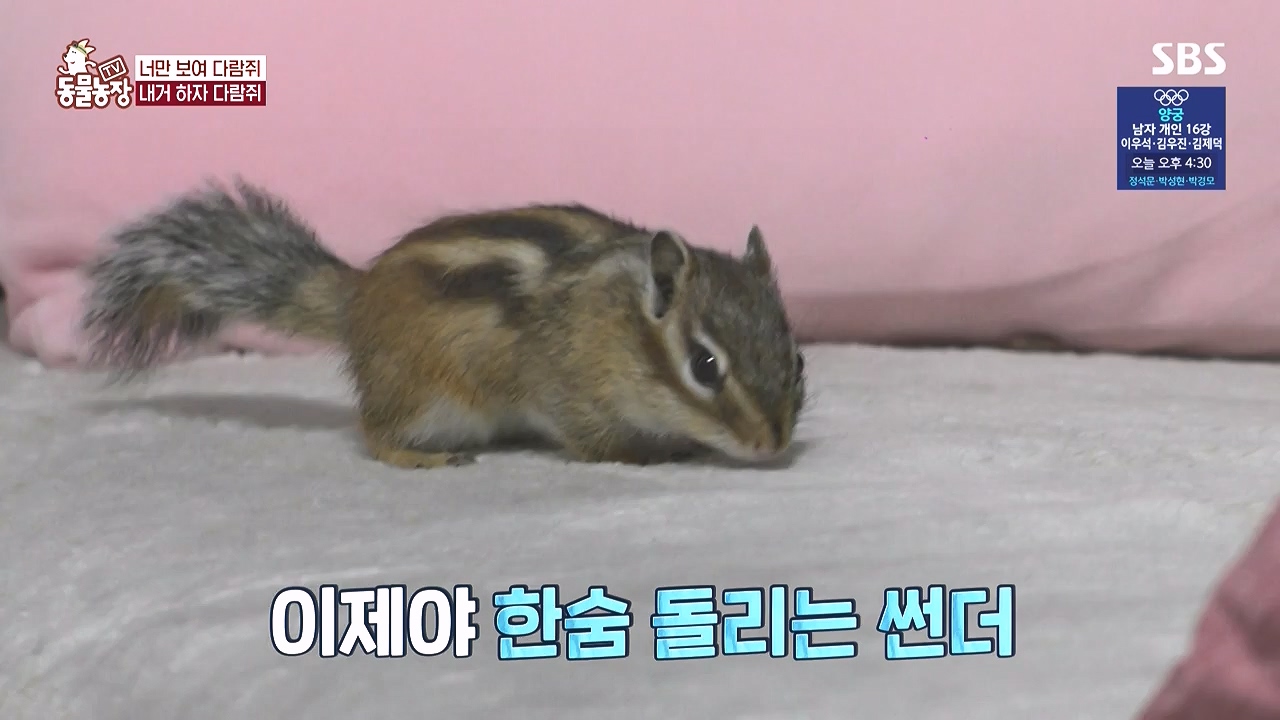 TV 동물농장.E1183.240805p-NEXT.mp4_20240804_154949.522.jpg