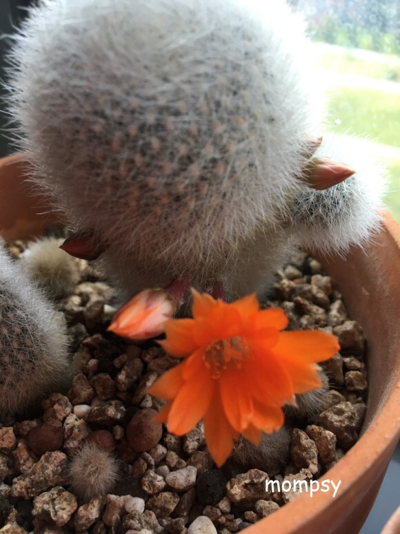 보산집 이미지