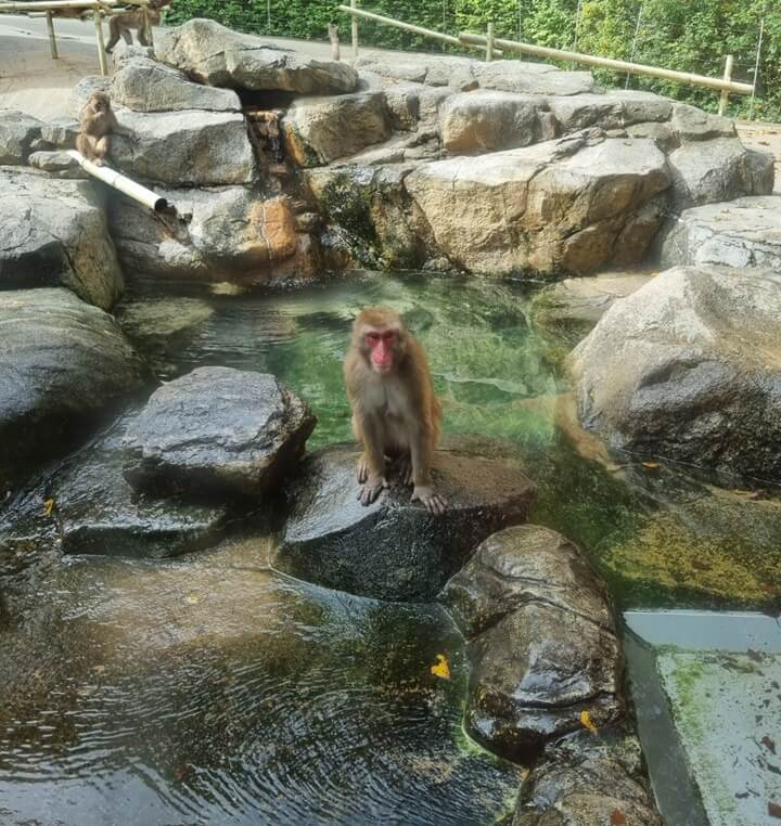 에버랜드-일본-원숭이-혼자-덩그러니-앉아있는-모습