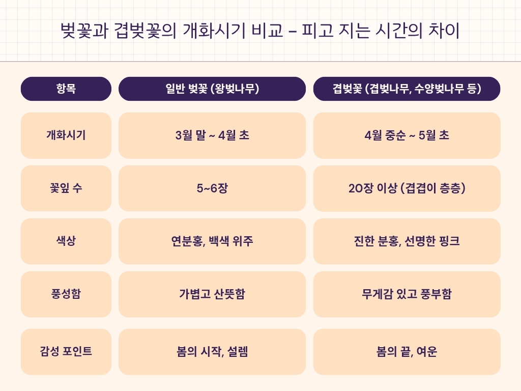 벚꽃과 겹벚꽃의 개화시기 비교 – 피고 지는 시간의 차이