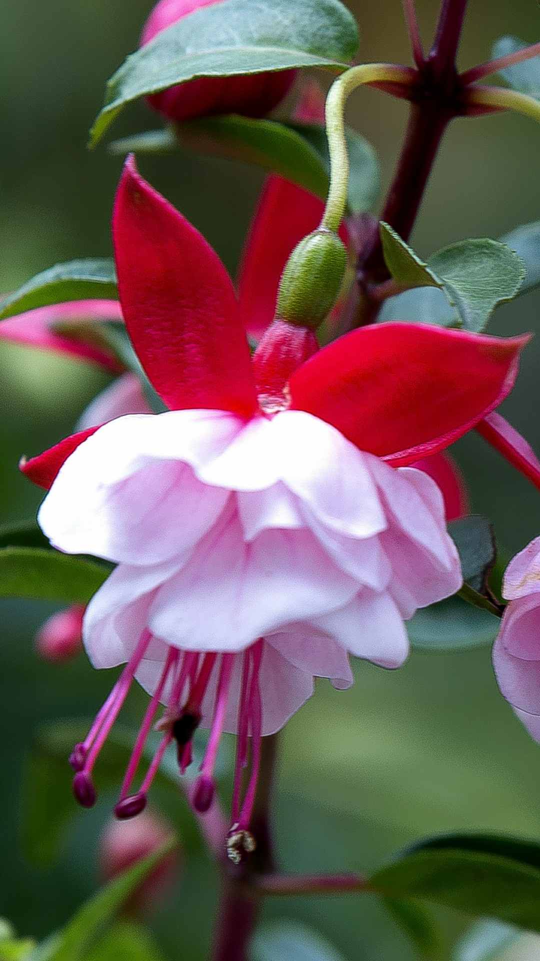 Fuchsia Flower iPhone Wallpaper